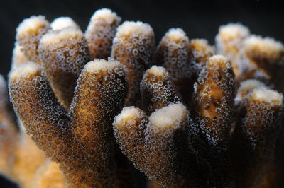 The Red Sea coral
Stylophora pistillata